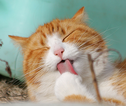 Que faire de son chat pendant les vacances - Contact