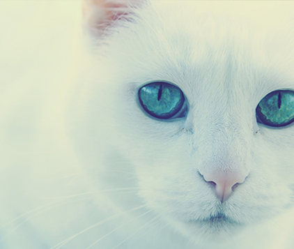 Pension pour chats conditions générales 