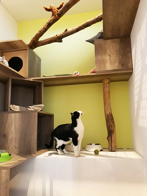 Pension pour chats - chambre