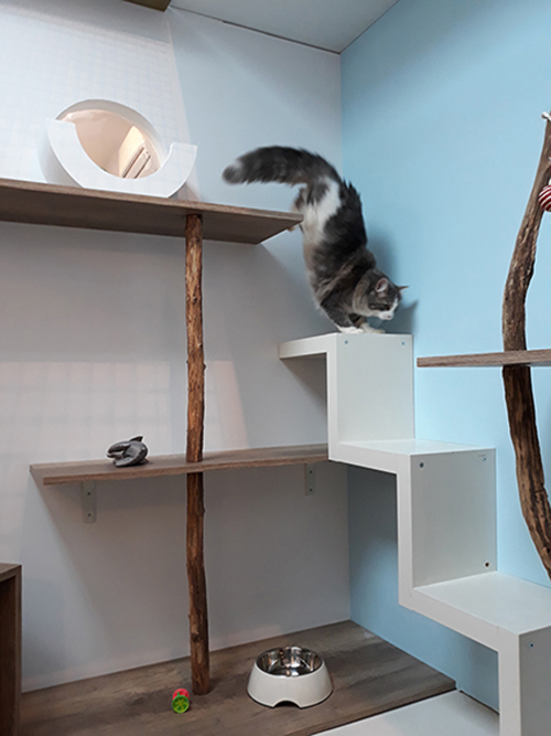 Pension pour chats chambre