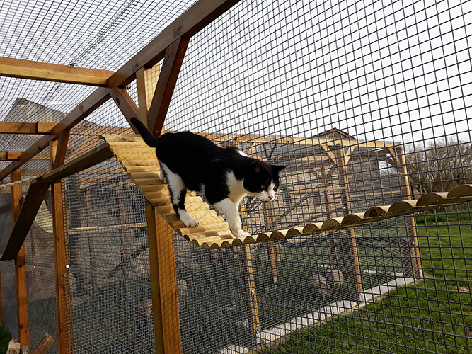 Pension pour chats-47-82