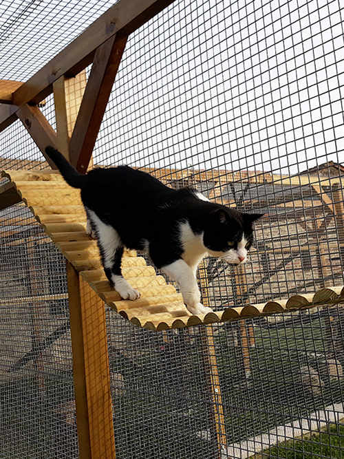 Pension pour chats jardin