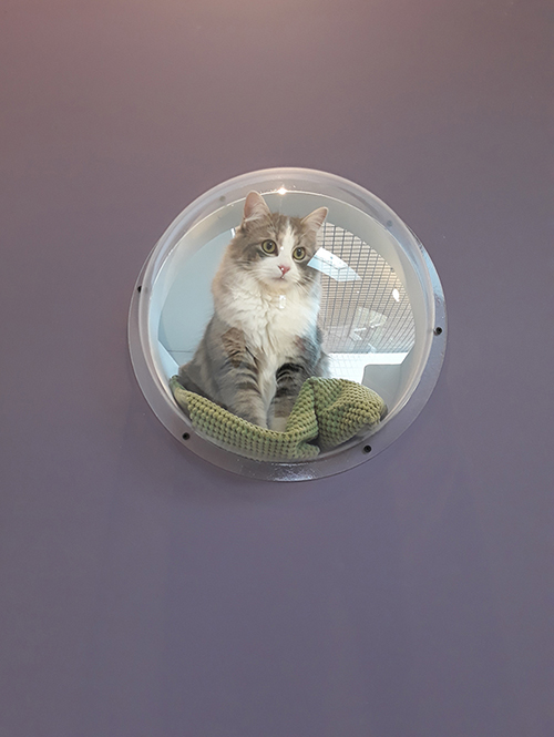 Pension pour chats